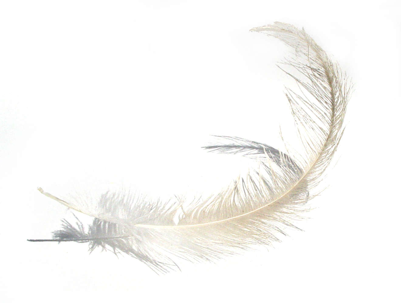 feather-607-1491076
